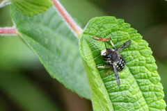Anthidium vigintiduopunctatum