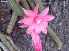 Aporocactus flagelliformis