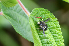 Anthidium vigintiduopunctatum