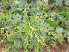 Sidastrum paniculatum