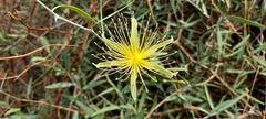 Capparis divaricata
