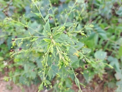 Sidastrum paniculatum