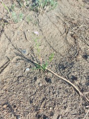 Dontostemon integrifolius