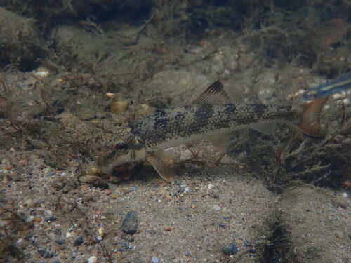 Alabama hog sucker (Hypentelium etowanum) — Catostomidae
