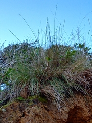 Festuca actae