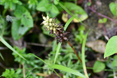 Cyclopogon peruvianus