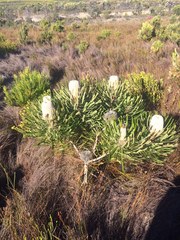 Banksia victoriae