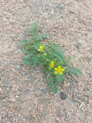 Sibbaldianthe bifurca