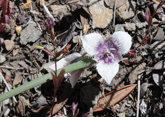 Calochortus elegans nanus