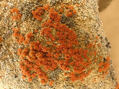 Polycauliona luteominia
