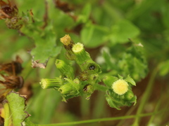 Erechtites hieraciifolius hieraciifolius