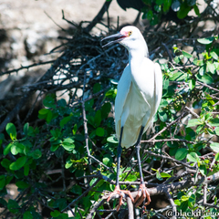 Egretta thula