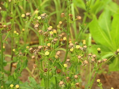 Erechtites hieraciifolius hieraciifolius