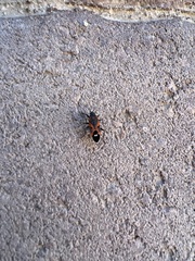 Lygaeus kalmii kalmii