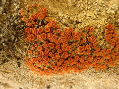 Polycauliona luteominia