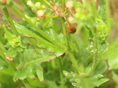 Erechtites hieraciifolius hieraciifolius