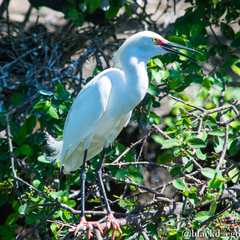 Egretta thula