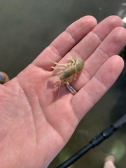 Upogebia