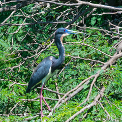 Egretta tricolor