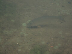 Moxostoma erythrurum