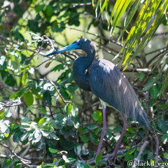 Egretta tricolor