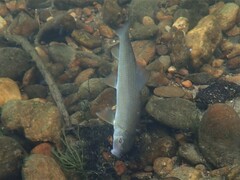 Moxostoma erythrurum