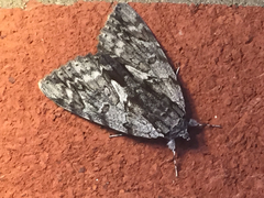 Catocala insolabilis
