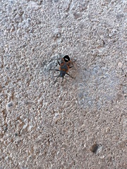 Lygaeus kalmii kalmii