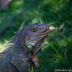 Iguana iguana