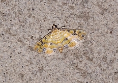 Ommatospila narcaeusalis
