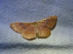 Leptostales ferruminaria