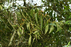 Phoradendron nervosum