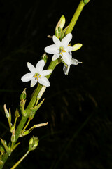 Trihesperus glaucus