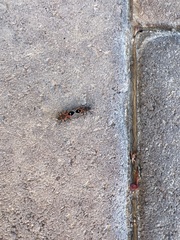 Lygaeus kalmii kalmii