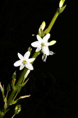 Trihesperus glaucus
