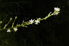 Trihesperus glaucus