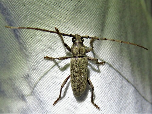Robust Oak Borer photo 4