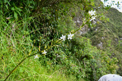 Trihesperus glaucus