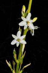 Trihesperus glaucus