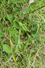 Trihesperus glaucus