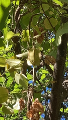 Aristolochia californica