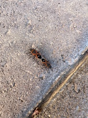 Lygaeus kalmii kalmii