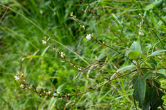 Trihesperus glaucus