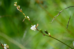 Trihesperus glaucus