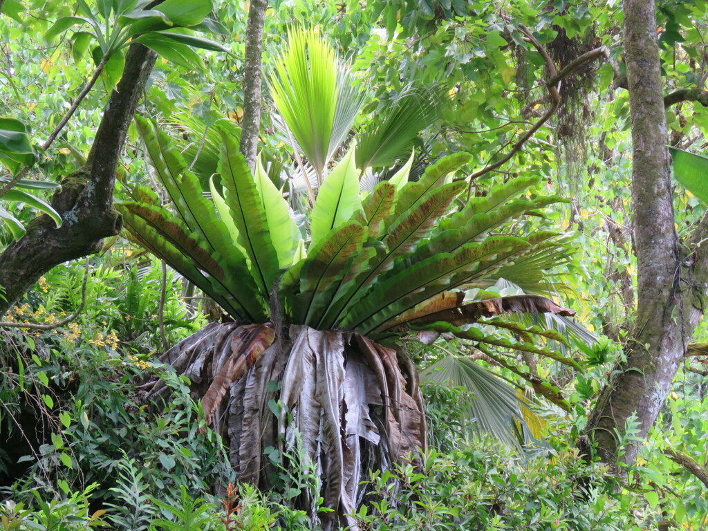 Asplenium musifolium