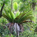 Bird's Nest Fern - Photo (c) plectrudis, some rights reserved (CC BY-NC), uploaded by plectrudis