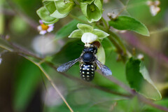 Anthidium vigintiduopunctatum