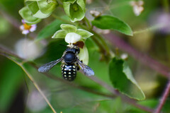 Anthidium vigintiduopunctatum