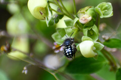 Anthidium vigintiduopunctatum