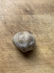 Handkea fumosa